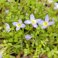 Houstonia caerulea 'Millard's Variety'